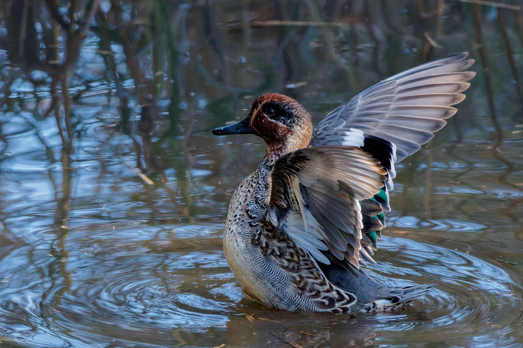 Eurasian Teal