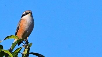 Sun, 11/19/2023 Birding report at 平城宮跡