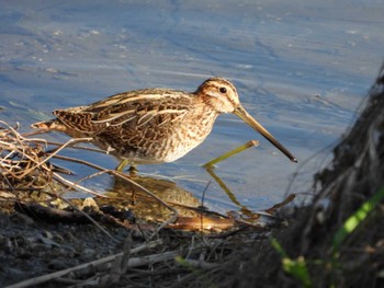 Common Snipe 岡山百間川 Sun, 11/19/2023