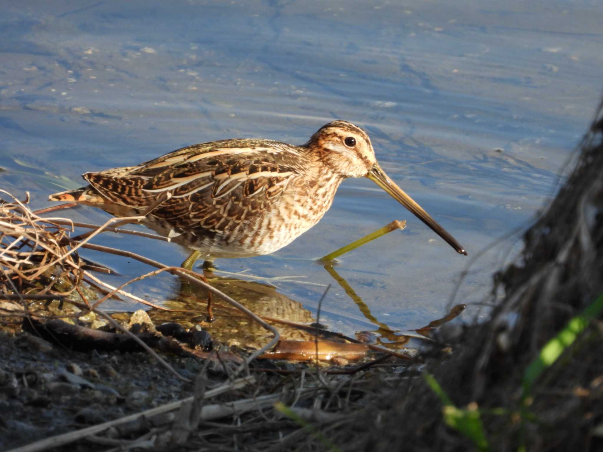 Photo of Common Snipe at 岡山百間川 by タケ