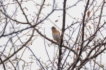 Brambling 奥日光 Fri, 11/17/2023