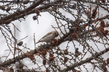 Common Redpoll 奥日光 Fri, 11/17/2023