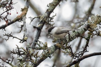 Willow Tit 奥日光 Fri, 11/17/2023