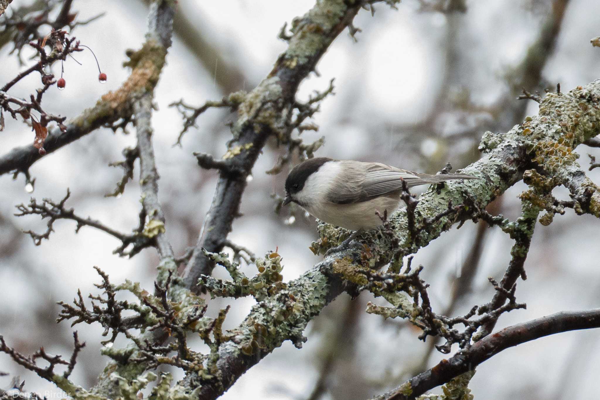 Willow Tit