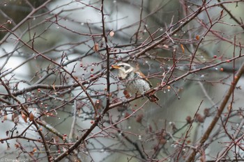 Dusky Thrush 奥日光 Fri, 11/17/2023