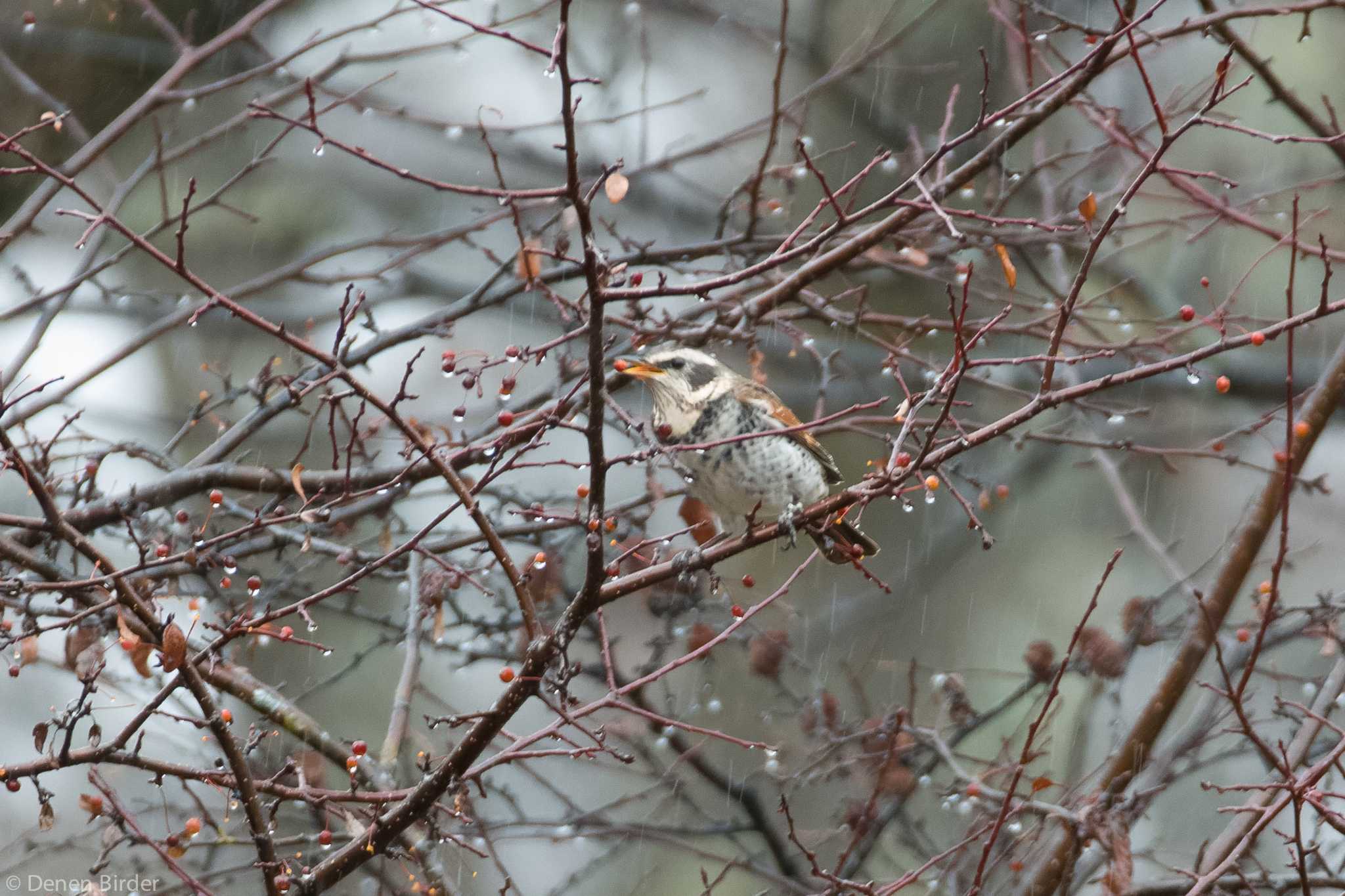 Dusky Thrush