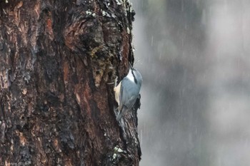 Eurasian Nuthatch 奥日光 Fri, 11/17/2023