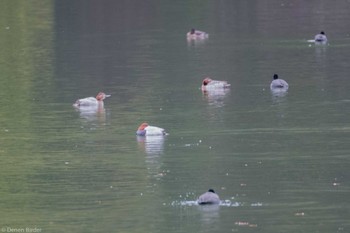 Common Pochard 奥日光 Fri, 11/17/2023