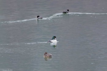 2023年11月17日(金) 奥日光の野鳥観察記録