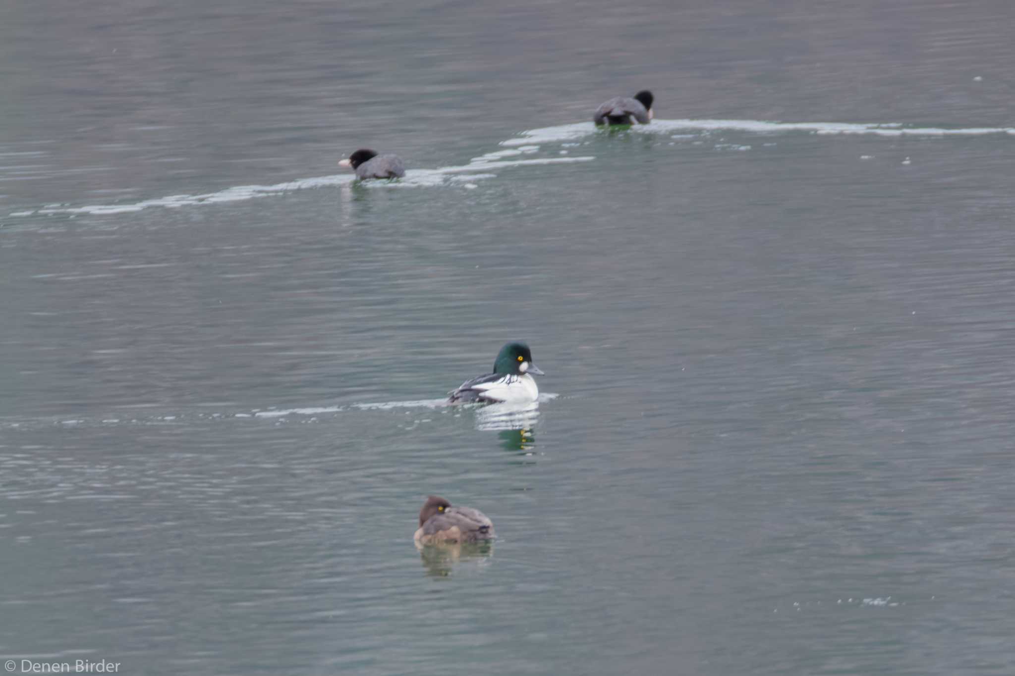 奥日光 ホオジロガモの写真 by 田園Birder