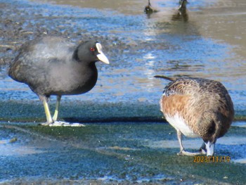 オオバン 葛西臨海公園 2023年11月19日(日)