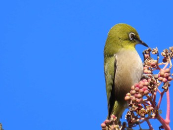 メジロ 葛西臨海公園 2023年11月19日(日)