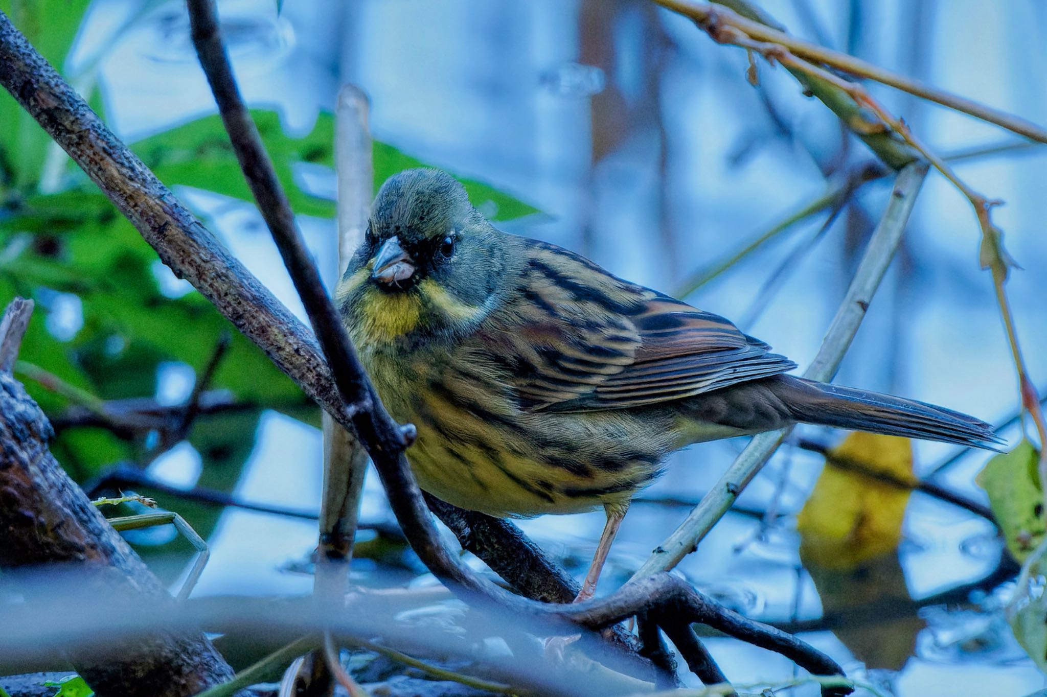 Masked Bunting