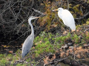 Grey Heron 仙台市・水の森公園 Sun, 11/19/2023