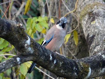 Eurasian Jay 仙台市・水の森公園 Sun, 11/19/2023