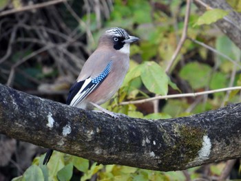 Eurasian Jay 仙台市・水の森公園 Sun, 11/19/2023