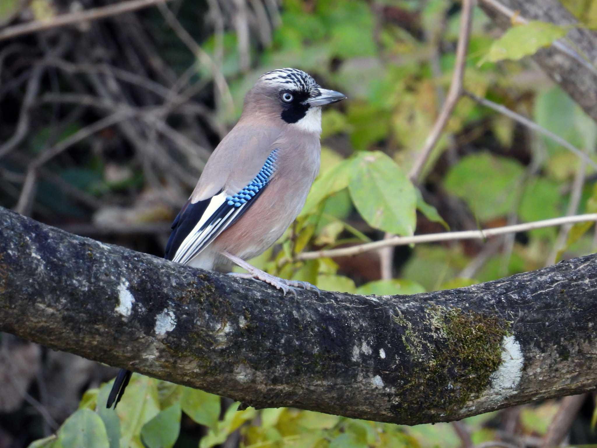 Photo of Eurasian Jay at 仙台市・水の森公園 by くーちゃんねる