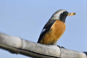 2023年11月19日(日) 愛知県豊田市宮上町の野鳥観察記録