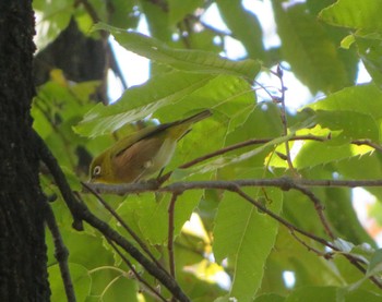 Warbling White-eye Unknown Spots Sun, 11/19/2023