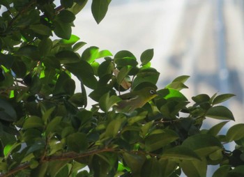 Warbling White-eye Unknown Spots Sun, 11/19/2023