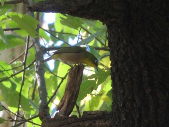 Warbling White-eye Unknown Spots Sun, 11/19/2023