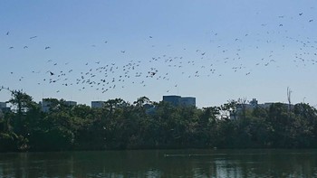 Great Cormorant Tokyo Port Wild Bird Park Sun, 11/19/2023