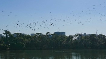 カワウ 東京港野鳥公園 2023年11月19日(日)