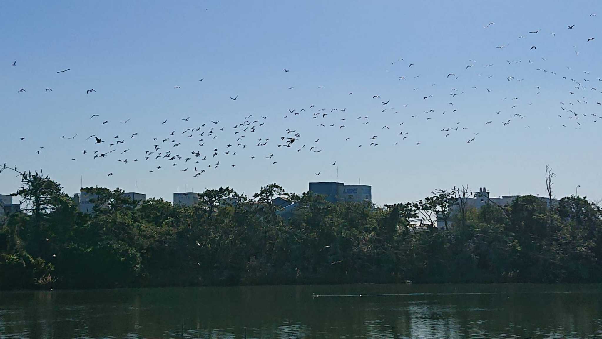 東京港野鳥公園 カワウの写真 by ミサゴ好き🐦