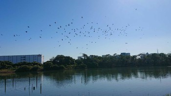 カワウ 東京港野鳥公園 2023年11月19日(日)