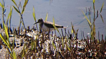 イソシギ 東京港野鳥公園 2023年11月19日(日)