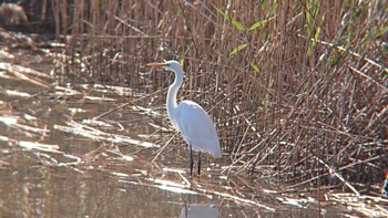 Great Egret Tokyo Port Wild Bird Park Sun, 11/19/2023