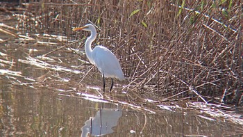 ダイサギ 東京港野鳥公園 2023年11月19日(日)