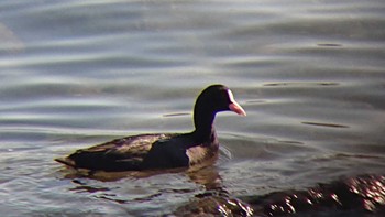 オオバン 東京港野鳥公園 2023年11月19日(日)