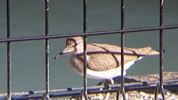 Common Sandpiper Tokyo Port Wild Bird Park Sun, 11/19/2023