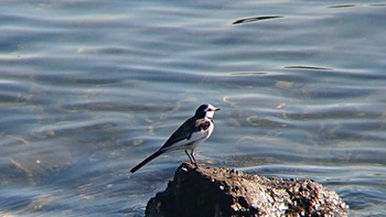 White Wagtail Tokyo Port Wild Bird Park Sun, 11/19/2023
