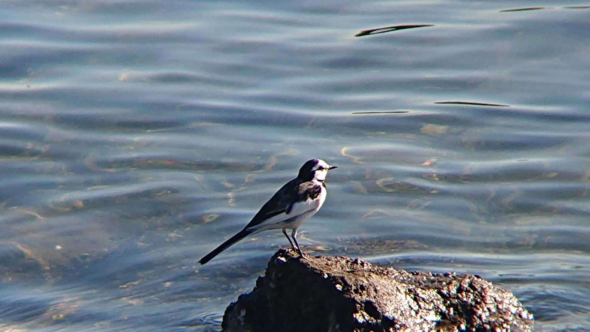 東京港野鳥公園 ハクセキレイの写真 by ミサゴ好き🐦