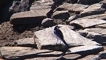 ハクセキレイ 東京港野鳥公園 2023年11月19日(日)