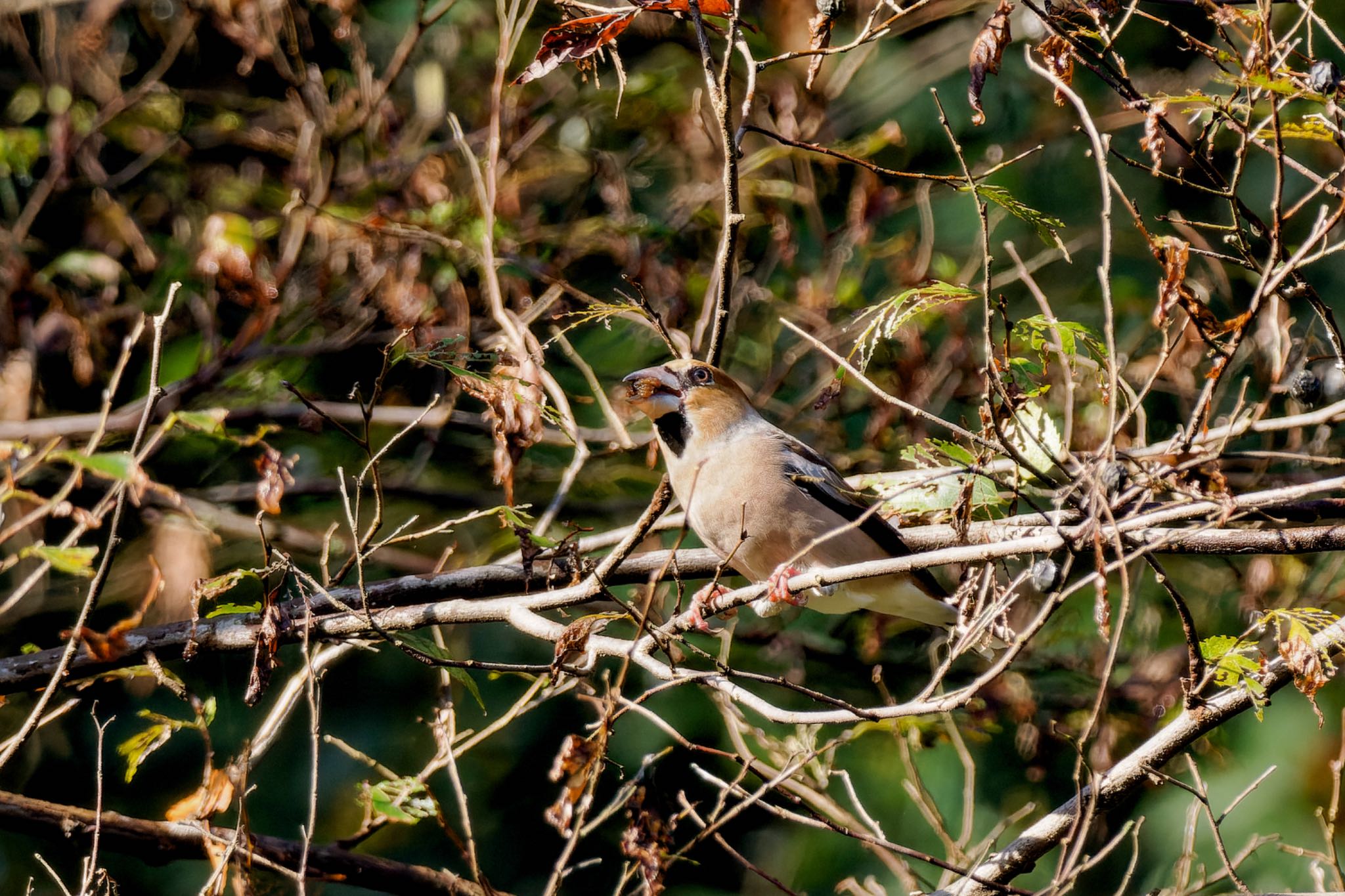 Hawfinch