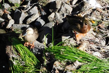 2023年11月19日(日) 平和の森公園、妙正寺川の野鳥観察記録