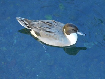 オナガガモ 平和の森公園、妙正寺川 2023年11月19日(日)