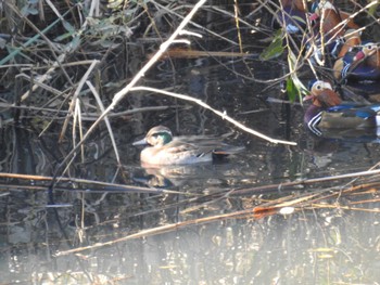 2023年11月19日(日) 奈良山公園の野鳥観察記録