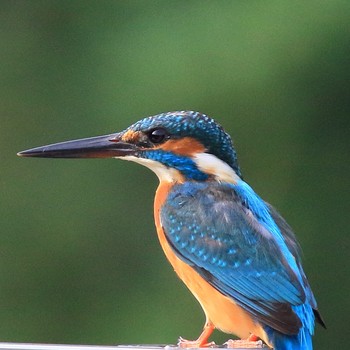 Common Kingfisher 埼玉県 Mon, 10/8/2018