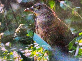 2023年11月19日(日) 水元公園の野鳥観察記録