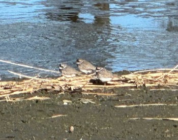 Common Ringed Plover Isanuma Sat, 11/18/2023