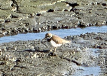 Common Ringed Plover Isanuma Sat, 11/18/2023