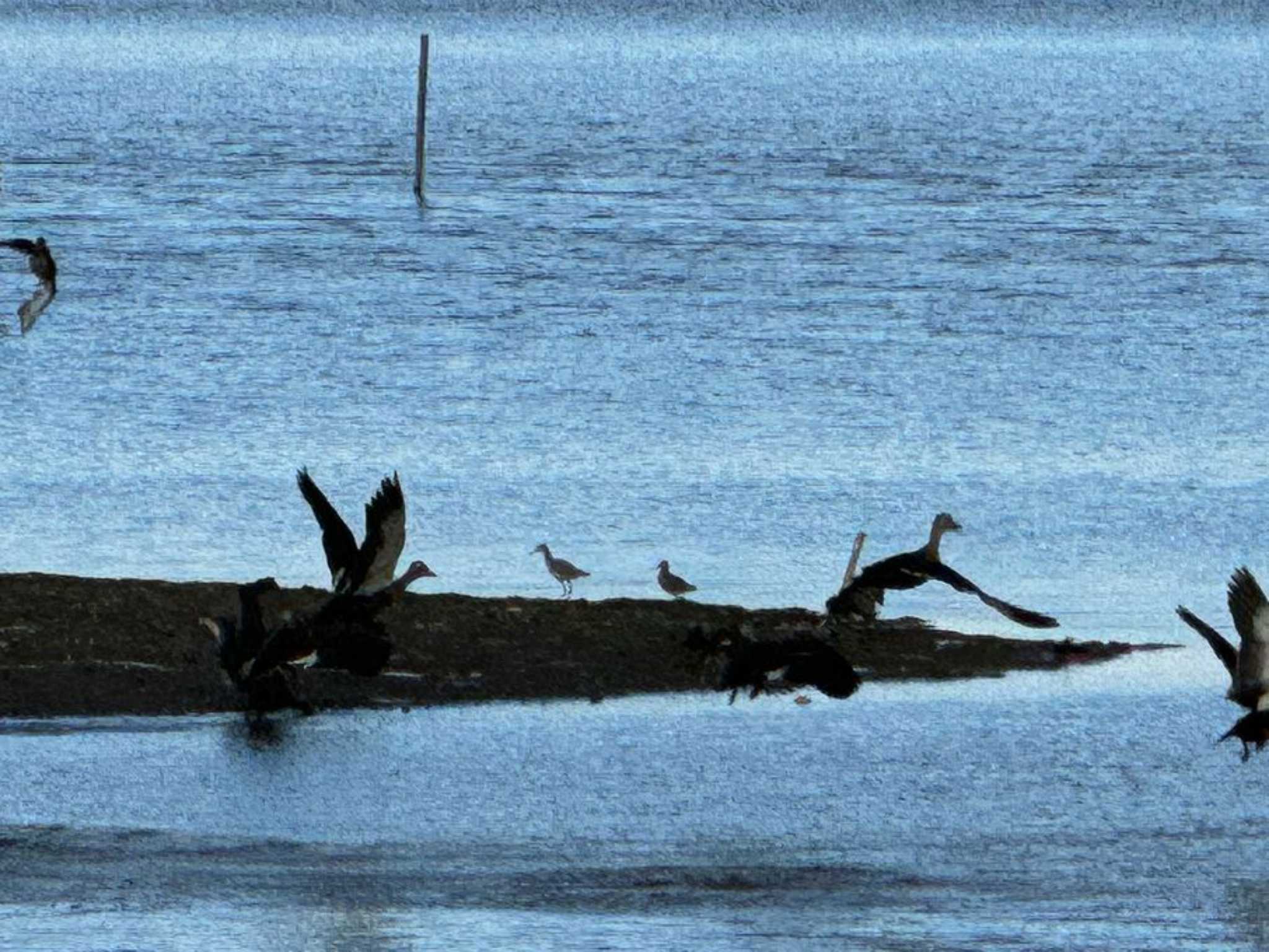 Photo of Long-billed Dowitcher at Isanuma by Dp KAKi