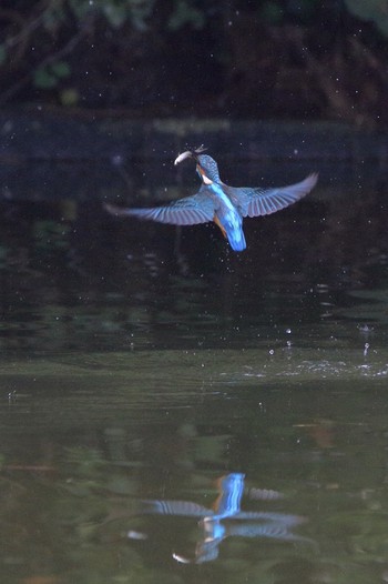 Common Kingfisher 埼玉県 Mon, 10/8/2018