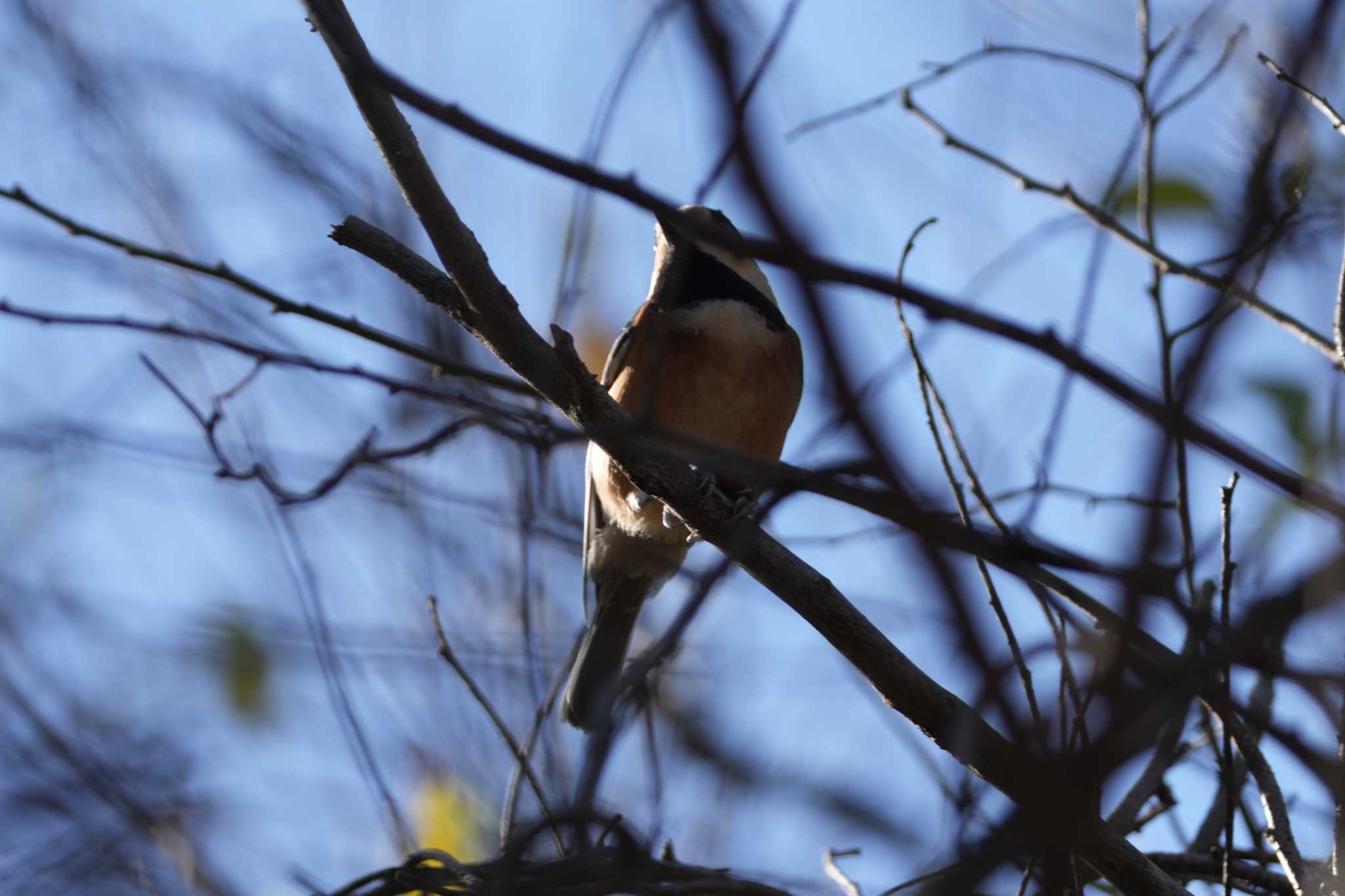 Photo of Varied Tit at 三ツ又沼ビオトープ by oyoguneko