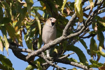 2023年11月19日(日) 三ツ又沼ビオトープの野鳥観察記録