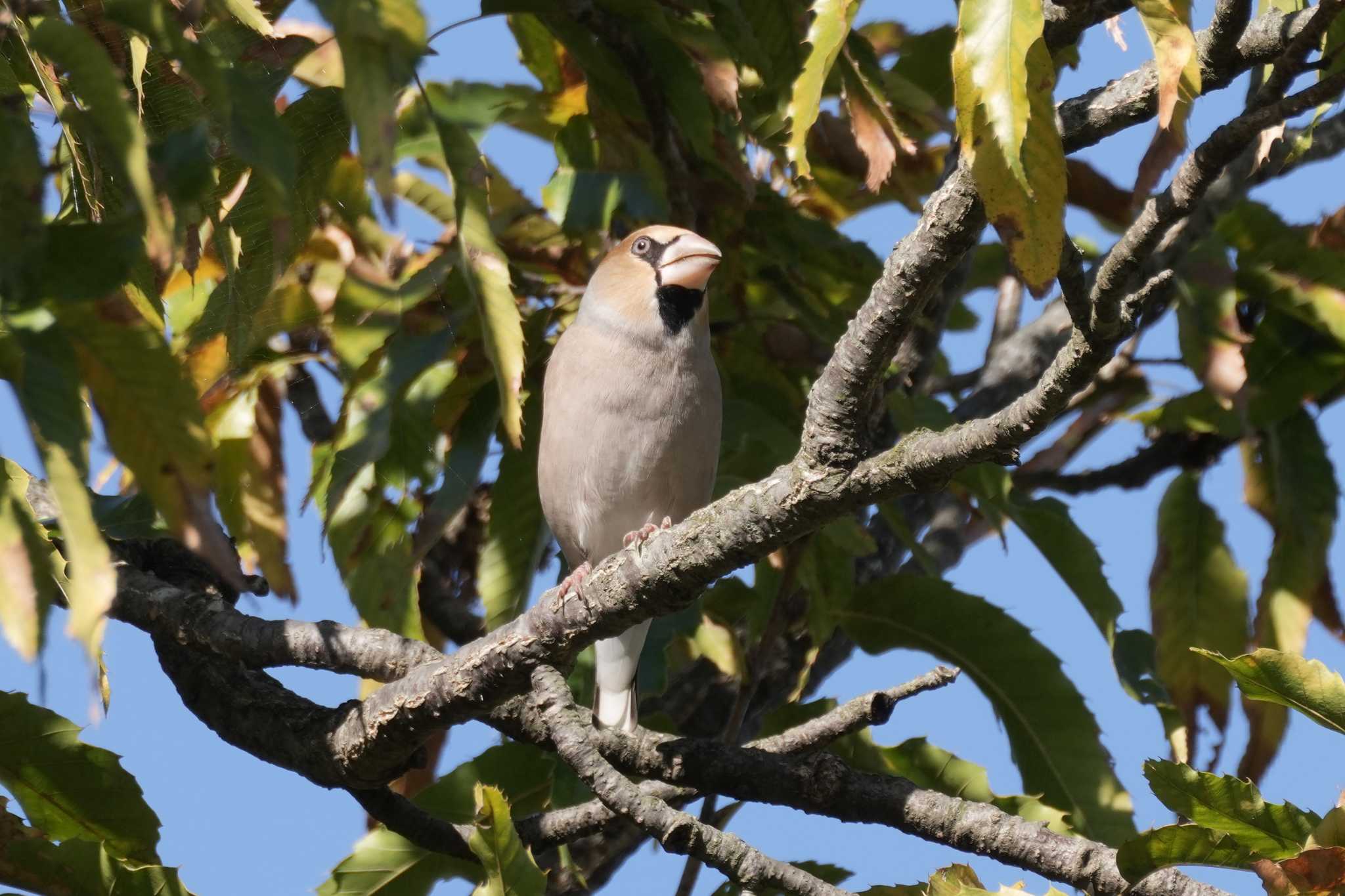 Hawfinch